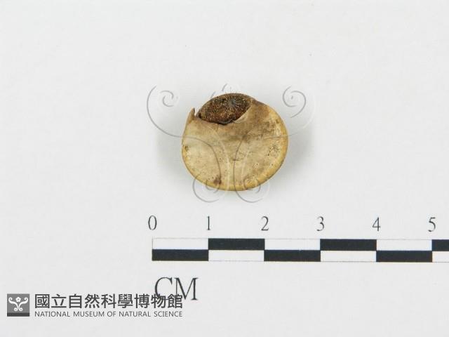 登錄號:F0007826藏品圖，第1張