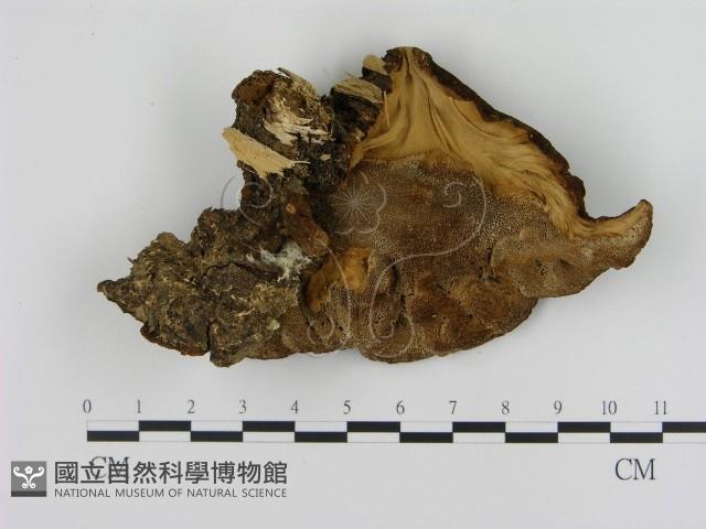 登錄號:F0005826藏品圖，第1張