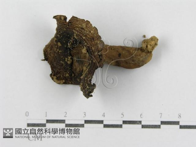 紅菇屬藏品圖，第1張