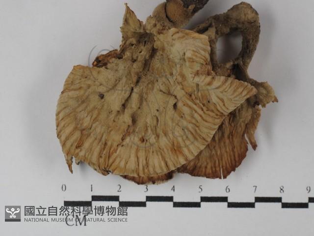 優雅波邊革菌藏品圖，第1張