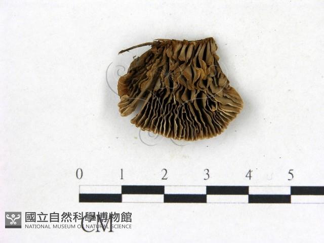 登錄號:F0019826藏品圖，第1張
