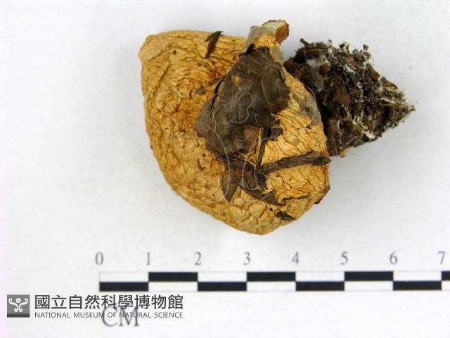 登錄號:F0003826藏品圖，第1張