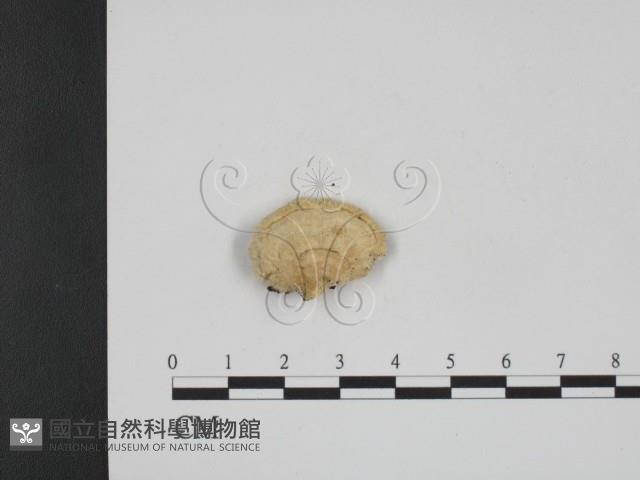 登錄號:F0013826藏品圖，第1張