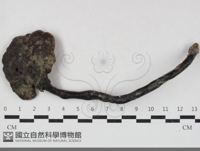 靈芝屬藏品圖，第1張