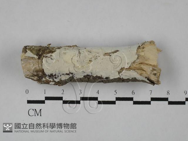 登錄號:F0028926藏品圖，第1張