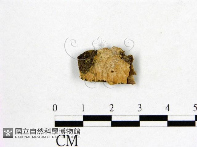 登錄號:F0020926藏品圖，第1張