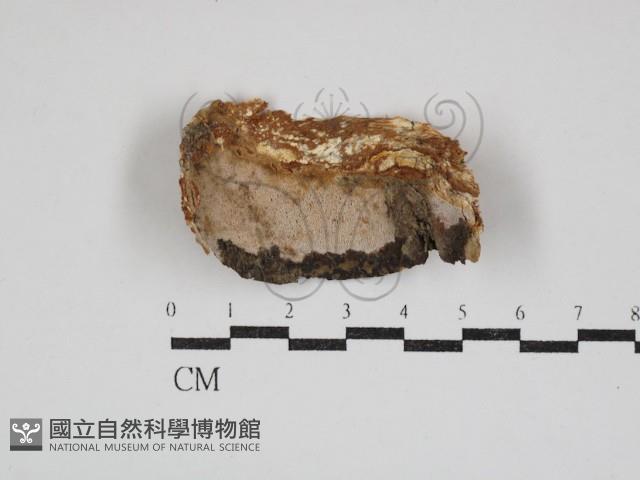 登錄號:F0030926藏品圖，第1張