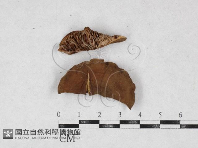 乳菇屬藏品圖，第1張