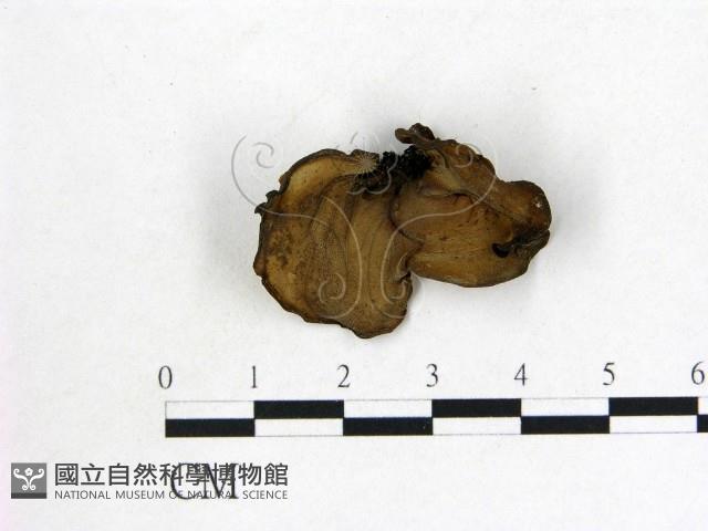 登錄號:F0021926藏品圖，第1張