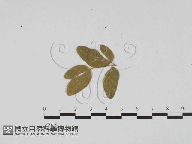 登錄號:F0011926藏品圖，第1張