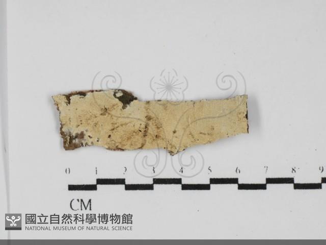 登錄號:F0031926藏品圖，第1張