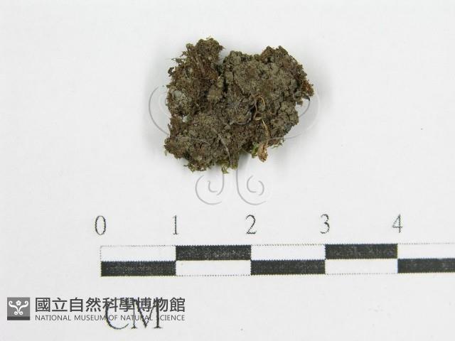 鬼傘屬藏品圖，第1張