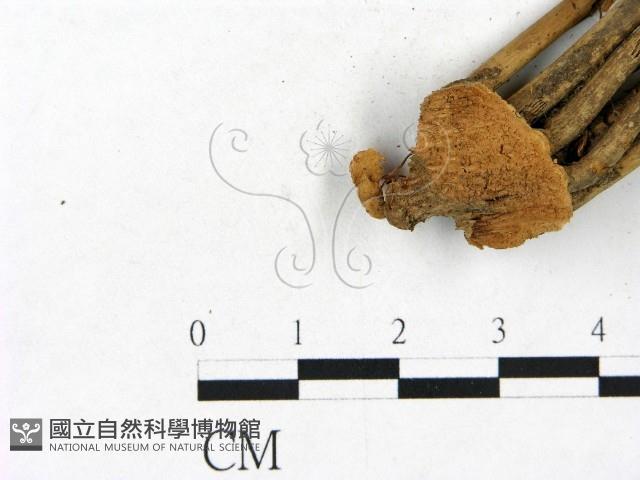 小皮傘屬藏品圖，第1張