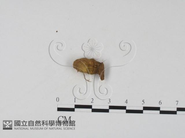 登錄號:F0002926藏品圖，第1張