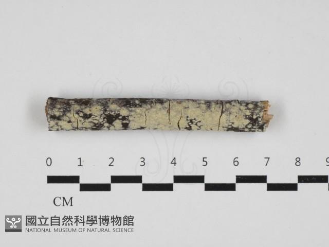 絲齒菌屬藏品圖，第1張