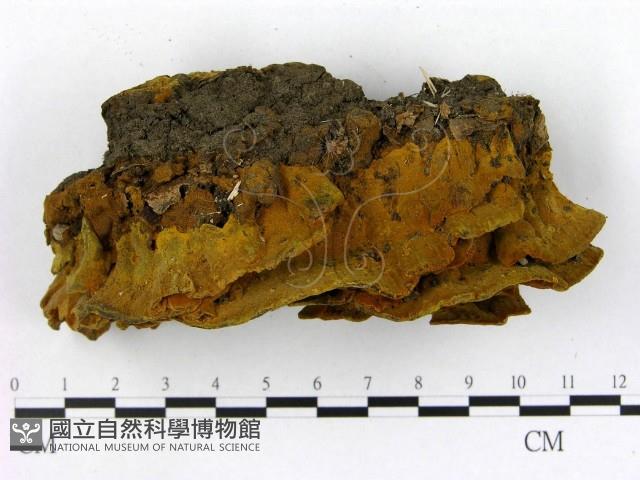 登錄號:F0017926藏品圖，第1張