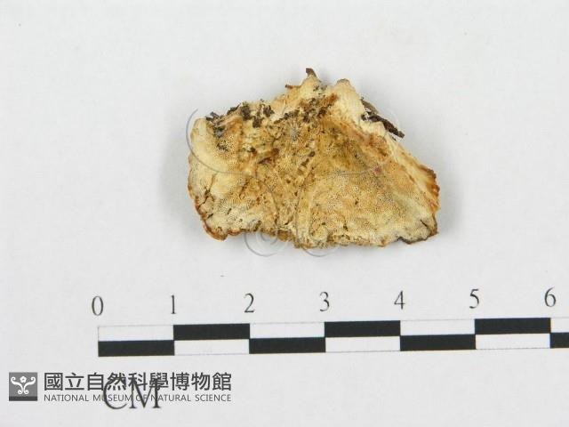 登錄號:F0005926藏品圖，第1張