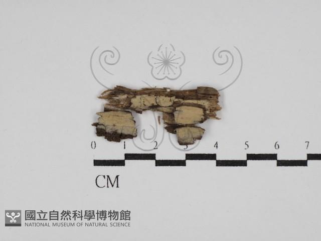 絲齒菌屬藏品圖，第1張