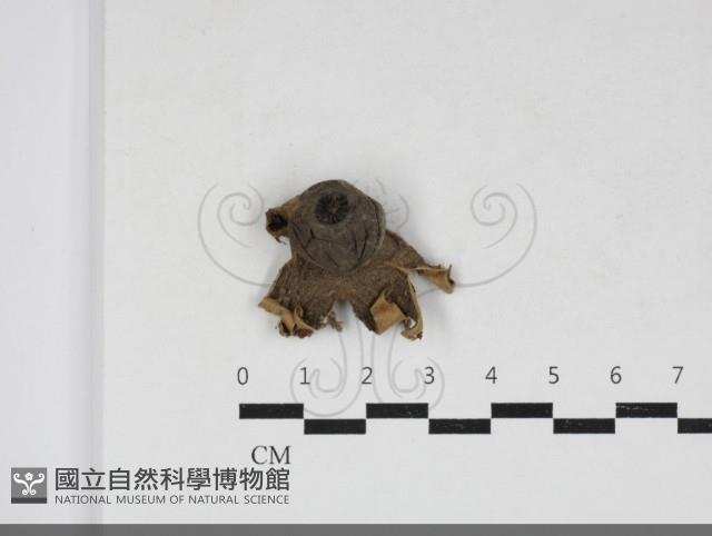 地星屬藏品圖，第1張