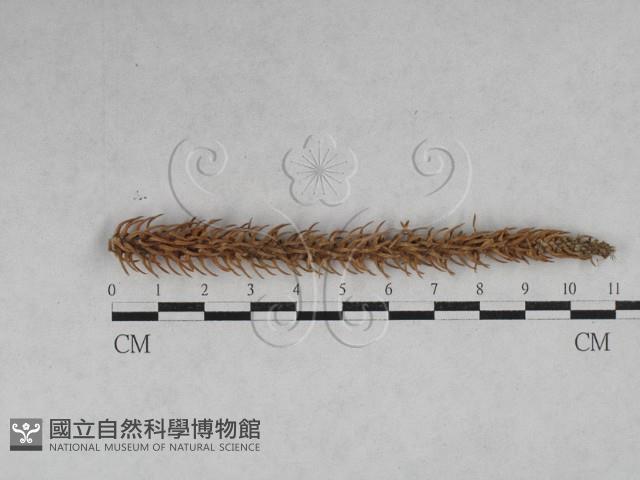 登錄號:F0028626藏品圖，第1張