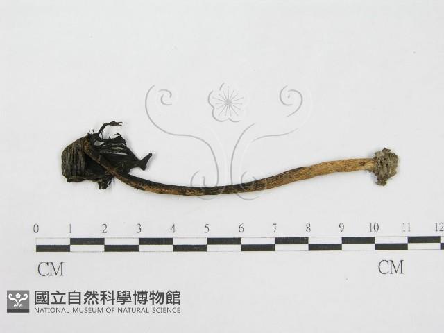 登錄號:F0000626藏品圖，第1張