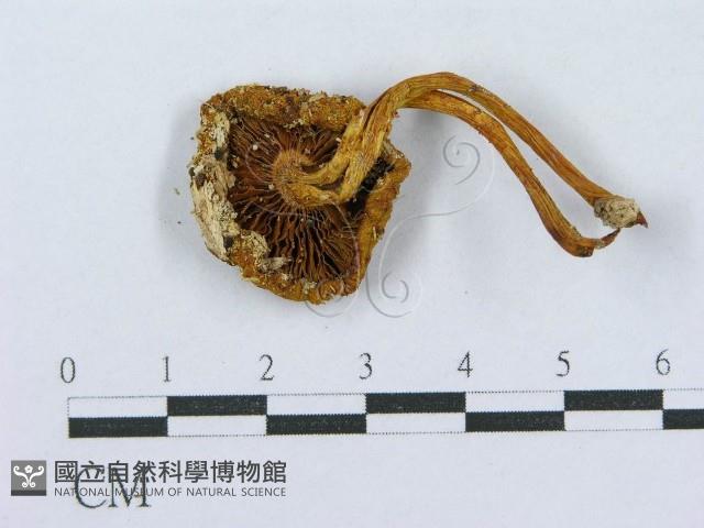 登錄號:F0010626藏品圖，第1張