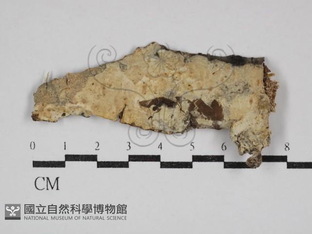 登錄號:F0030626藏品圖，第1張