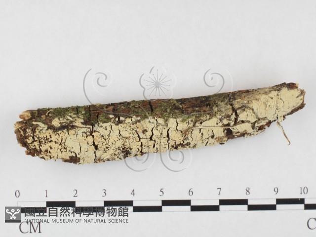 登錄號:F0026626藏品圖，第1張