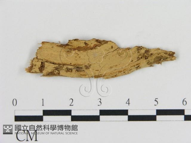 登錄號:F0016626藏品圖，第1張