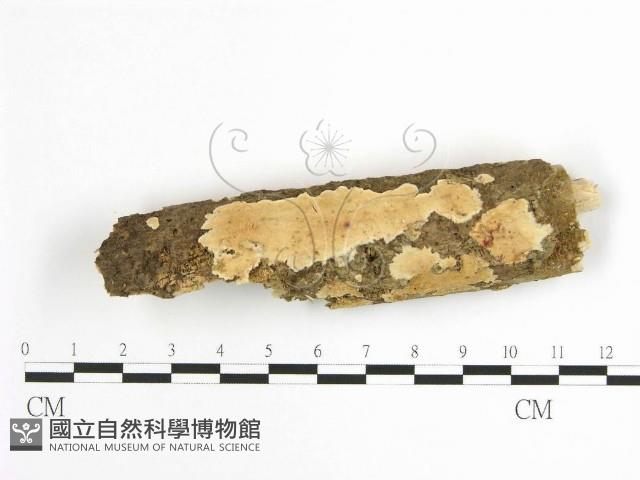 登錄號:F0001626藏品圖，第1張