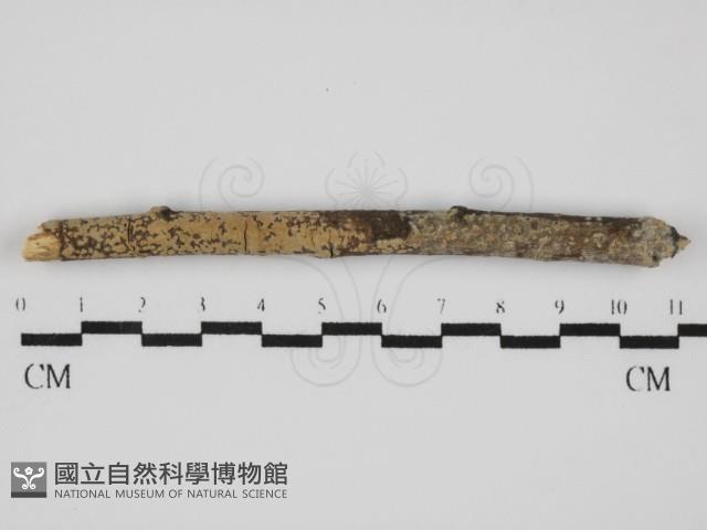 雲南無扣菌藏品圖，第1張
