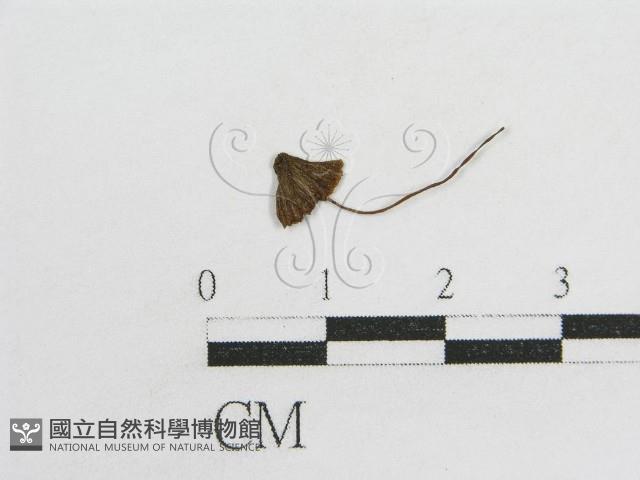 粉褶菌屬藏品圖，第1張