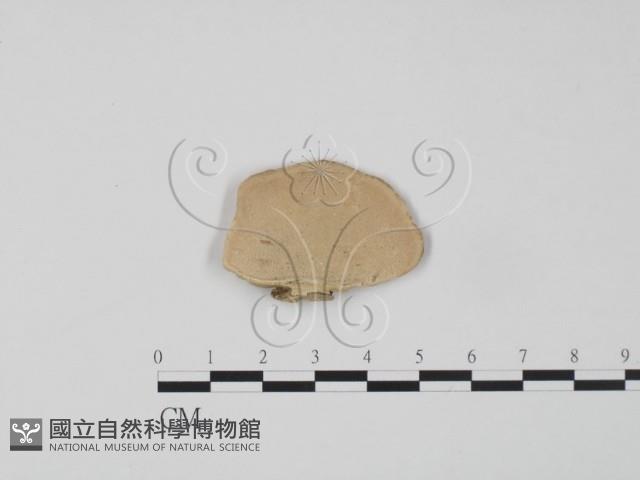 登錄號:F0012626藏品圖，第1張