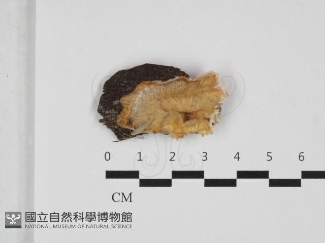 登錄號:F0032626藏品圖，第1張