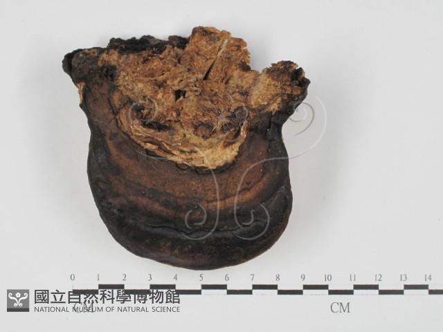 登錄號:F0027626藏品圖，第1張