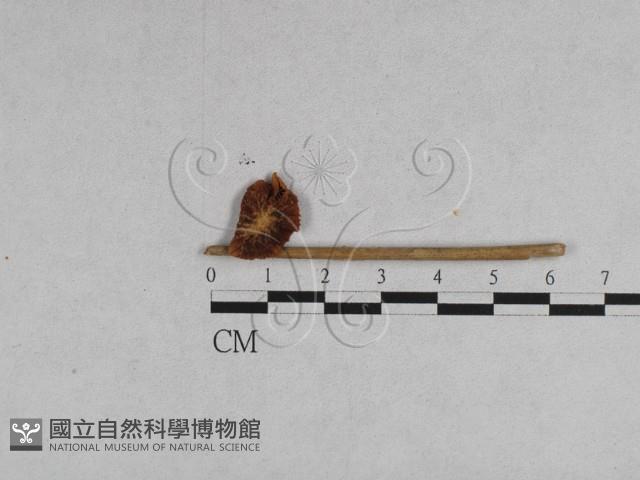 登錄號:F0007626藏品圖，第1張