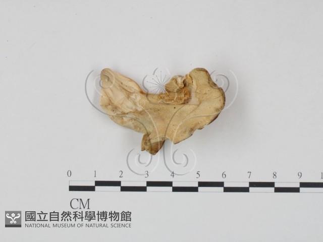 登錄號:F0017626藏品圖，第1張