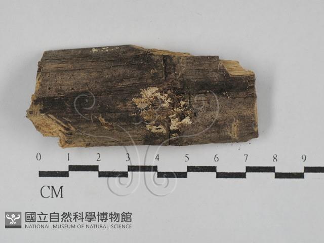 登錄號:F0029626藏品圖，第1張