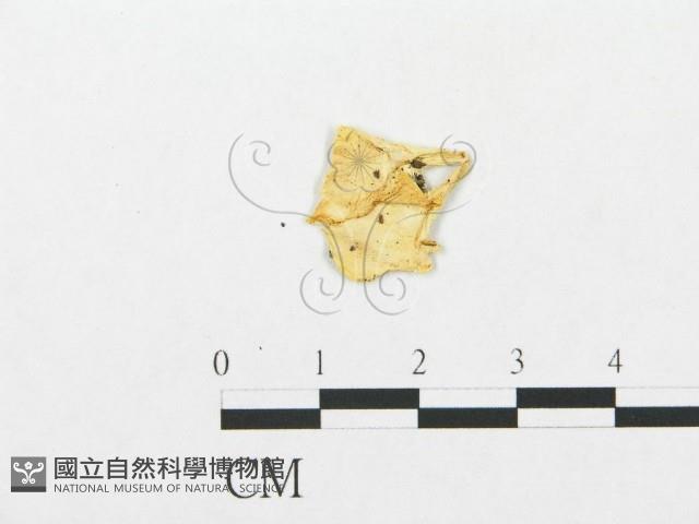 登錄號:F0009626藏品圖，第1張