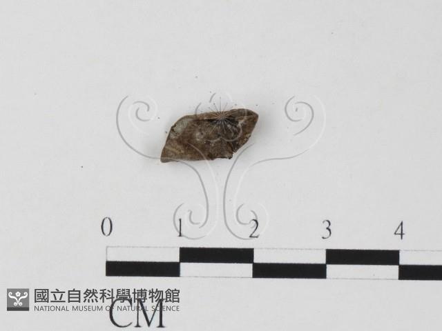 登錄號:F0019626藏品圖，第1張