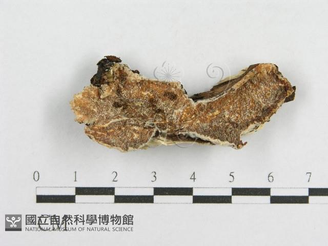 登錄號:F0003626藏品圖，第1張