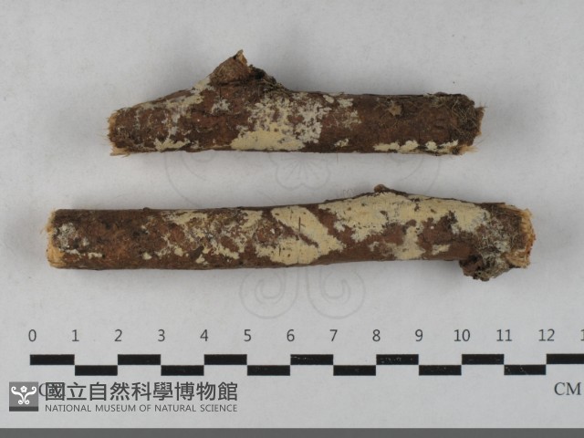 齒耳菌屬藏品圖，第1張