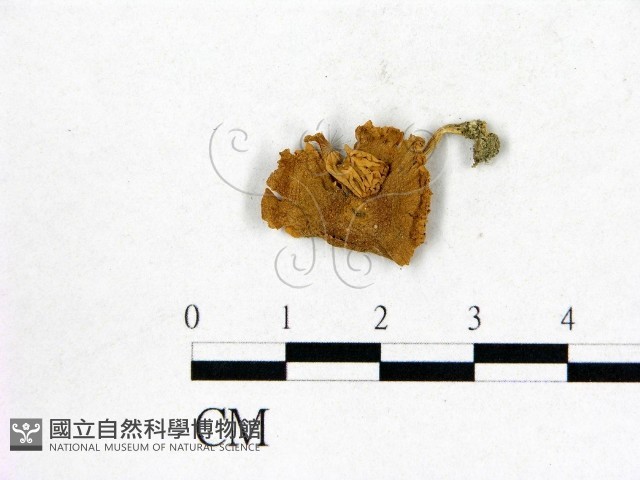 登錄號:F0008426藏品圖，第1張