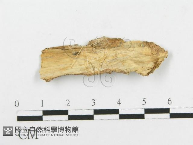 登錄號:F0020426藏品圖，第1張
