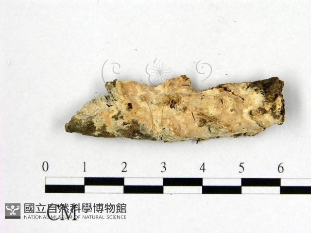 登錄號:F0010426藏品圖，第1張
