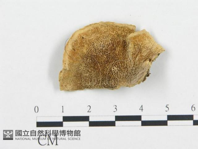 登錄號:F0006426藏品圖，第1張