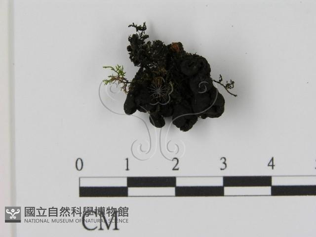 登錄號:F0021426藏品圖，第1張