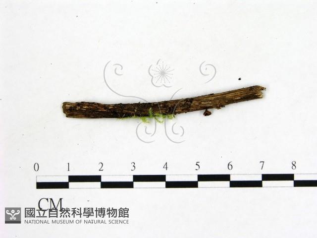 登錄號:F0001426藏品圖，第1張