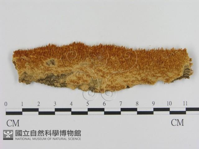 登錄號:F0011426藏品圖，第1張