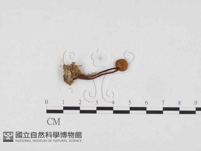 登錄號:F0024426藏品圖，第1張